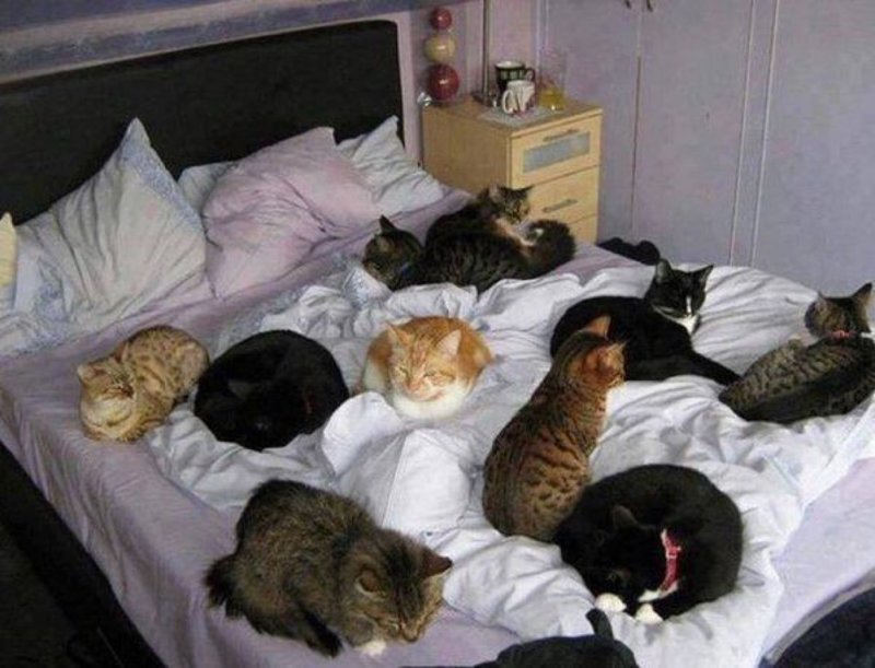 Мужчина взял 8 котиков жены в заложники, чтобы получить квартиру