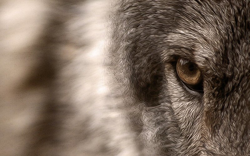 Волк всегда прав и агрессивен с тем, кто этого не признаёт