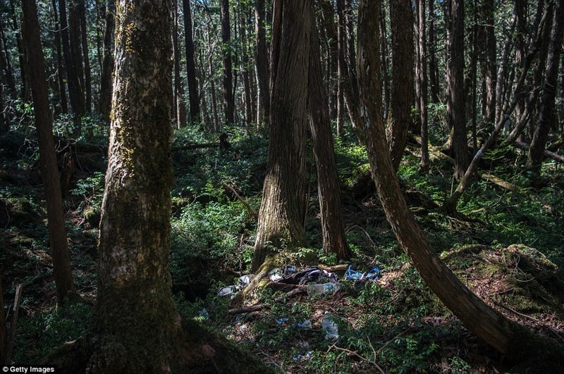 В мрачных глубинах японского «леса самоубийц»: фоторепортаж