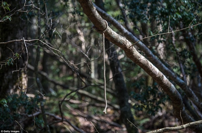 В мрачных глубинах японского «леса самоубийц»: фоторепортаж