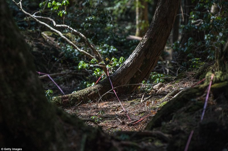 Посетителям леса, в том числе туристам, приходится протягивать веревки, чтобы найти дорогу назад. Бывали случаи, когда люди шли в лес свести счеты с жизнью, но передумывали.