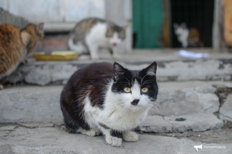 Мартовские кошки выбрались погреться под весенним солнцем на улицах Владивостока