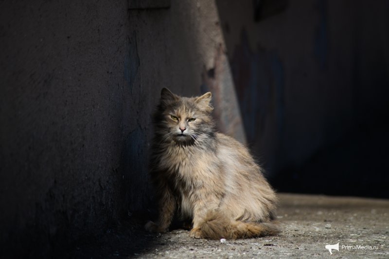 Мартовские кошки выбрались погреться под весенним солнцем на улицах Владивостока