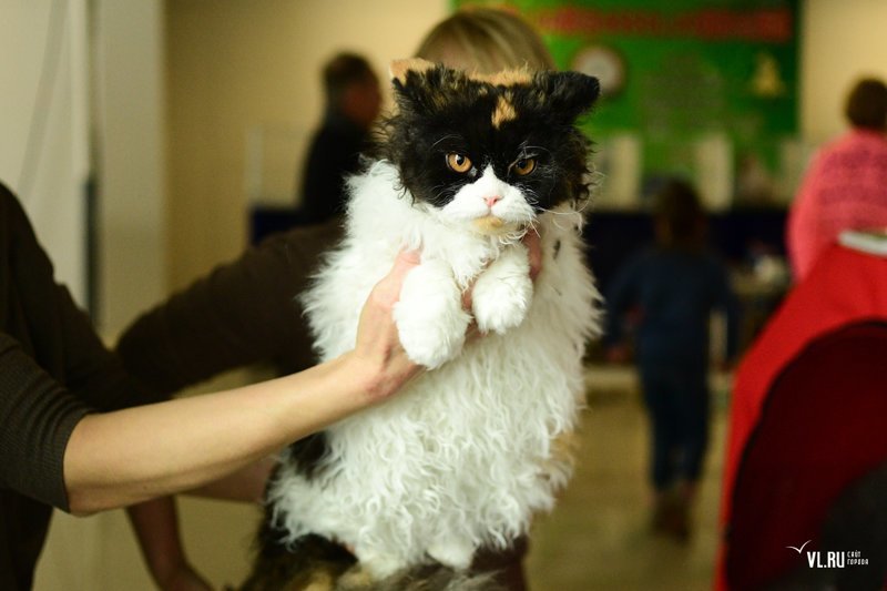 Во Владивостоке прошла выставка кошек «Мур мартовские встречи»
