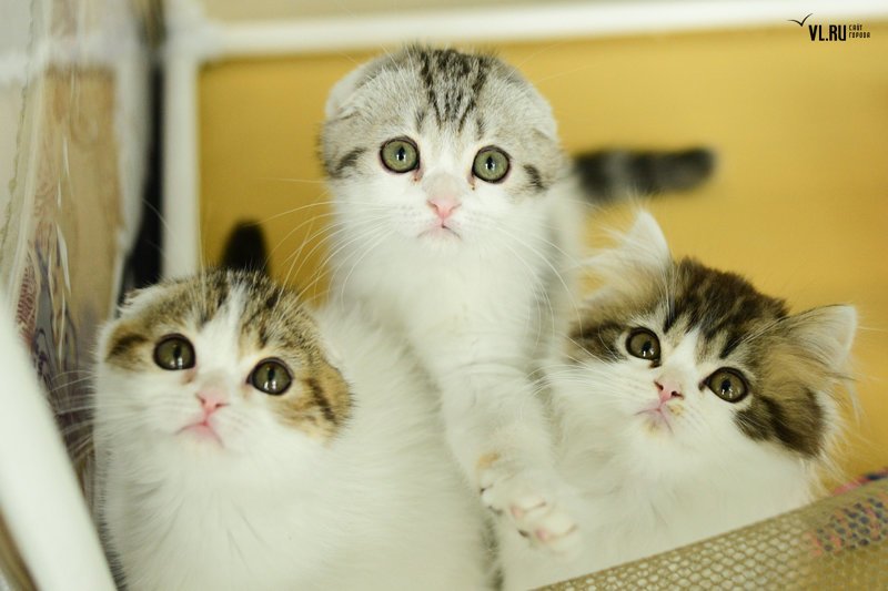 Во Владивостоке прошла выставка кошек «Мур мартовские встречи»