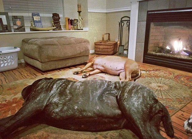 Самый большой щенок в мире живет в Юте