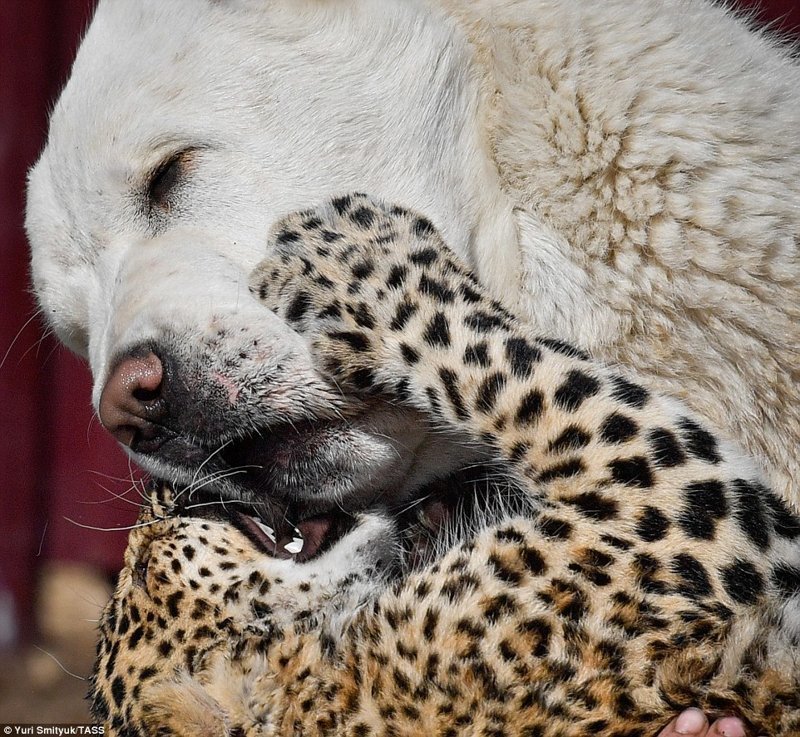 В зоопарке Владивостока детеныш леопарда подружился с овчаркой