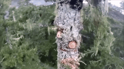 Будни лесоруба