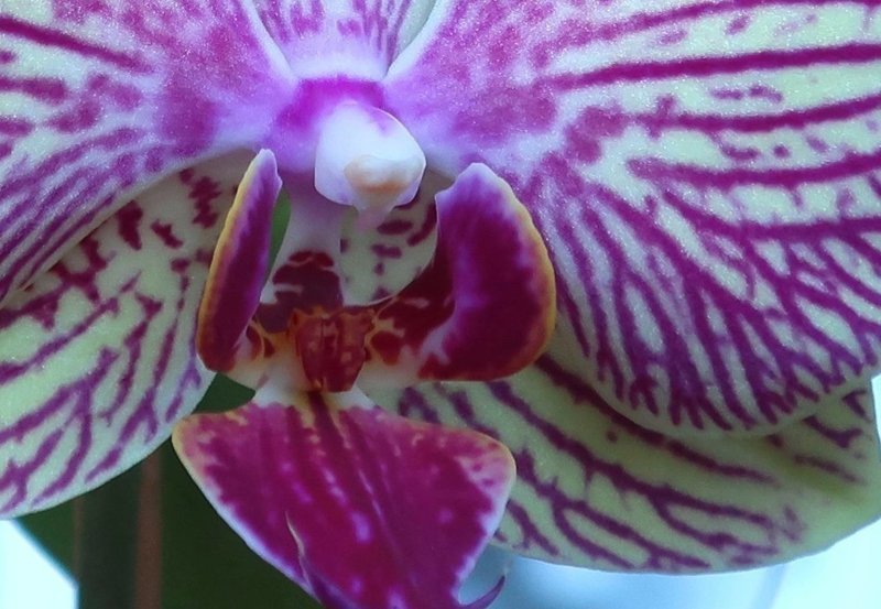 13 удивительных фактов об орхидеях