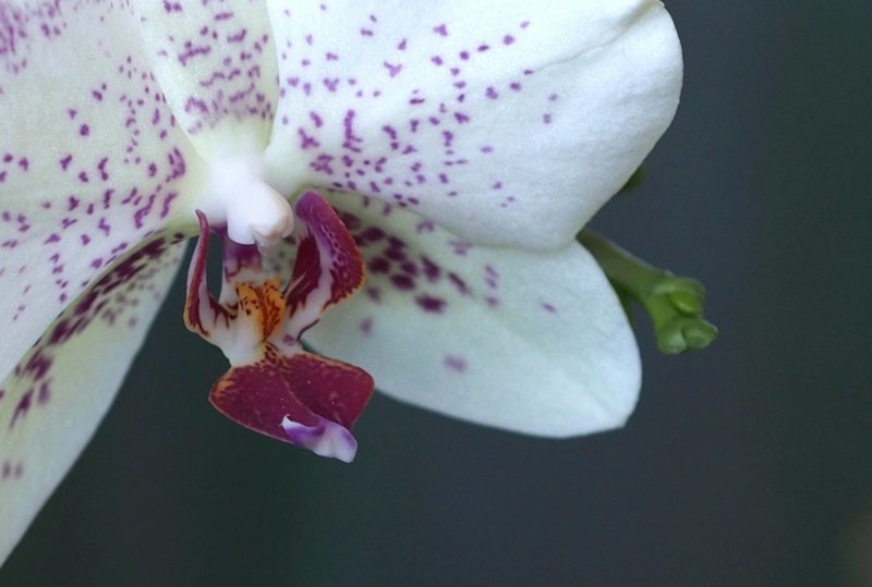 13 удивительных фактов об орхидеях