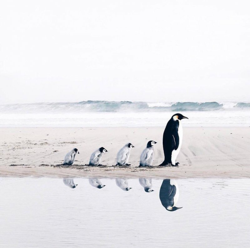 Пингвины в ряд