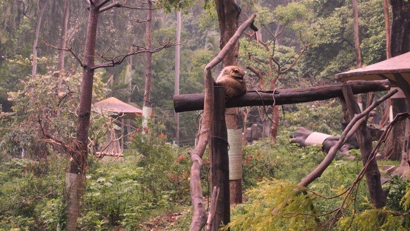 Как мы искали панду в зоопарке Гуанчжоу