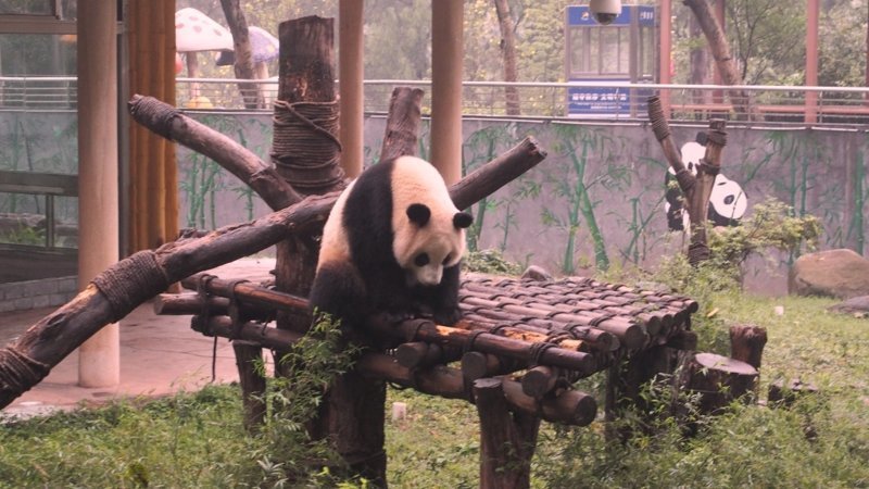 Как мы искали панду в зоопарке Гуанчжоу