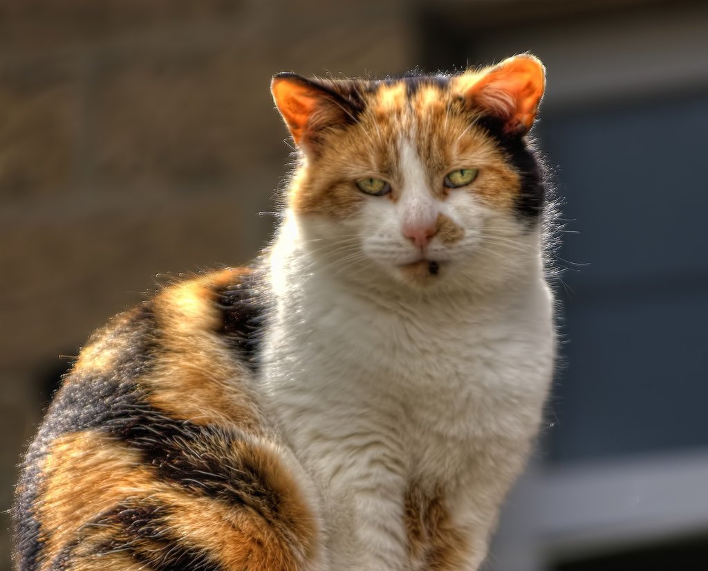 Кошки когда можно на улицу. Уличный кот. Уличные котики. Красивый уличный кот. Колоритные коты.