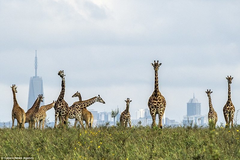 Жирафы на фоне большого города