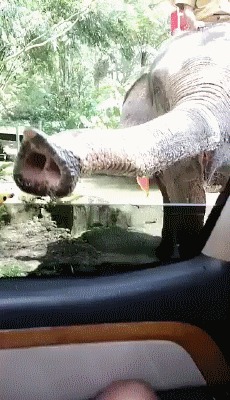 слон - животное умное
