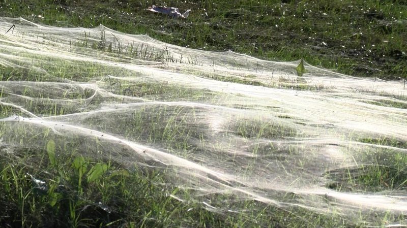 Самая гигантская паутина в мире