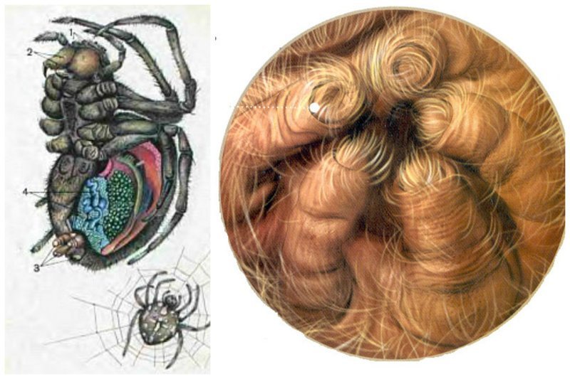 Как пауки плетут паутину. 1. Паук-крестовик (со вскрытой брюшной полостью) 2. Паутинные бородавки паука