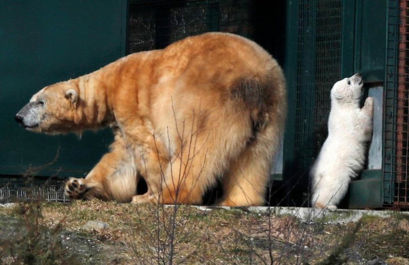"Проведя 4 месяца в своей берлоге, медведица тут же воспользовалась возможностью выйти на улицу", - рассказывают смотрители зоопарка Highland Wildlife Park  