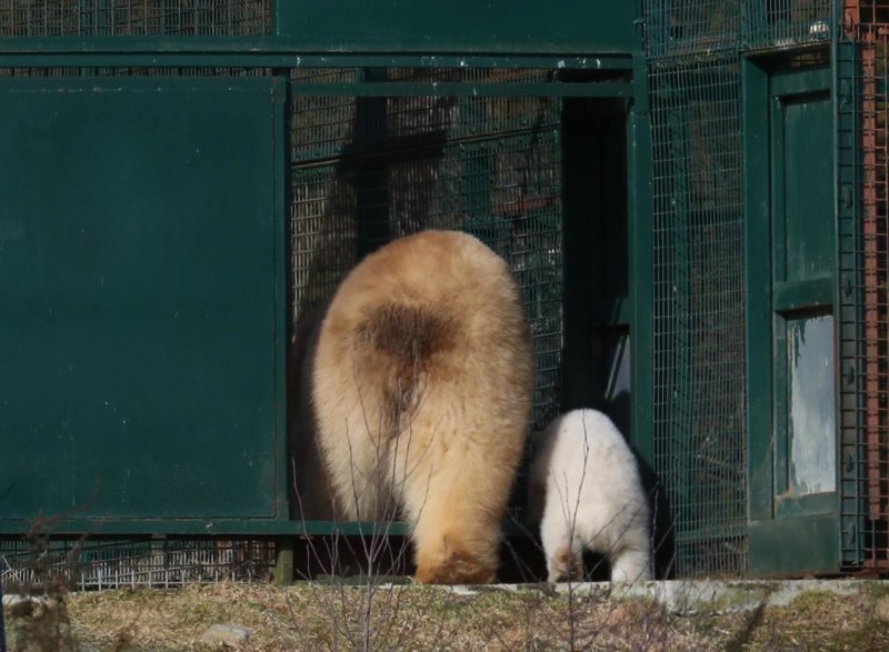Британские зоологи с 1992 года занимаются программой по разведению полярных медведей