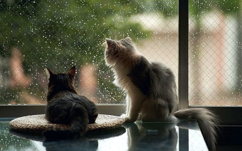 Коты, смотрящие в окно