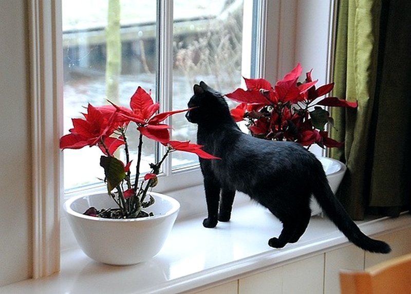 Коты, смотрящие в окно