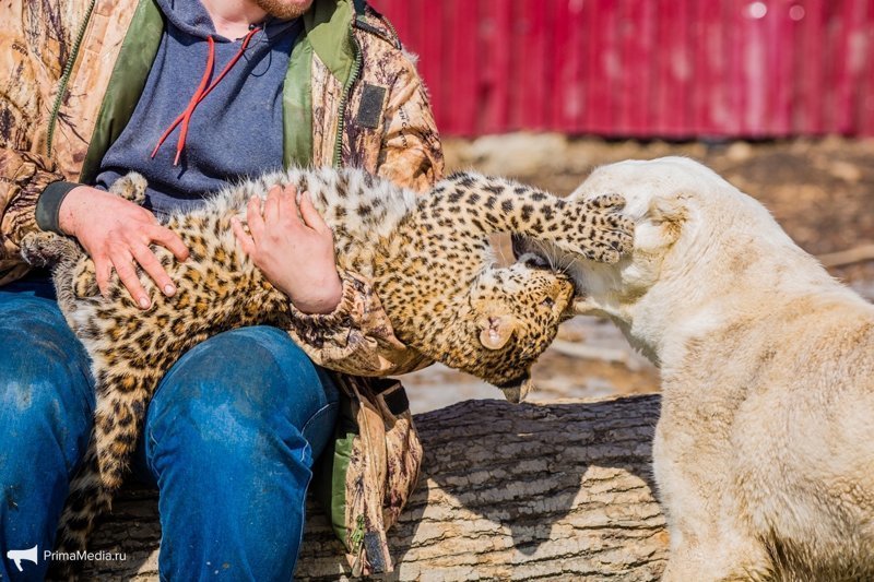 Леопардесса, выкормленная ретривером, привыкает в приморском зоопарке к новому другу