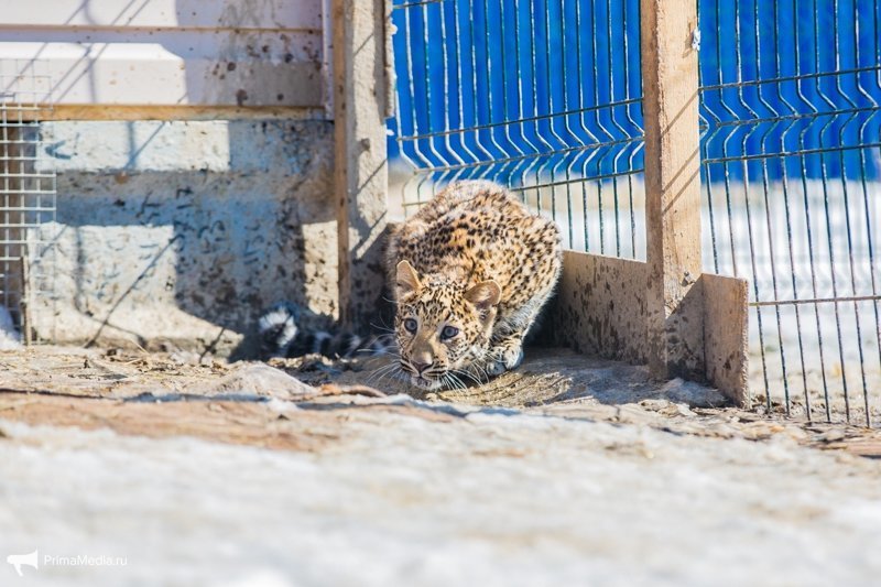 Леопардесса, выкормленная ретривером, привыкает в приморском зоопарке к новому другу