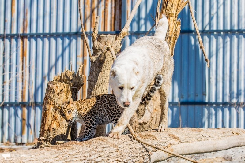 Леопардесса, выкормленная ретривером, привыкает в приморском зоопарке к новому другу