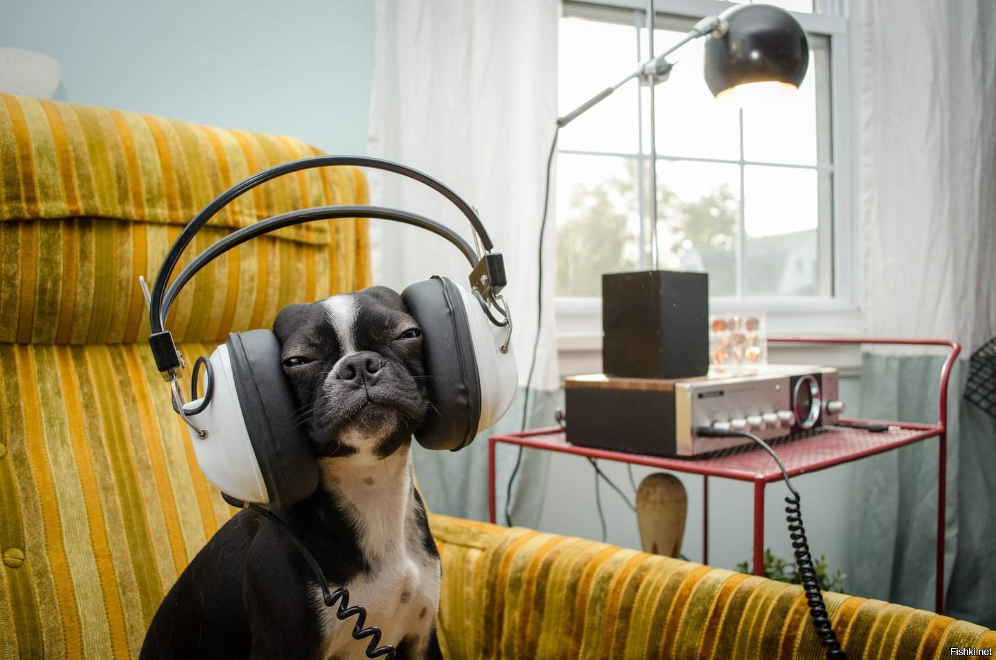 Music pets. Собака с микрофоном. Dogs Music gig. Dansushow Music Dog. Epic Dog Music clip.