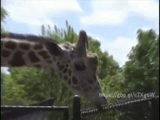 Если бы у меня был такой жираф