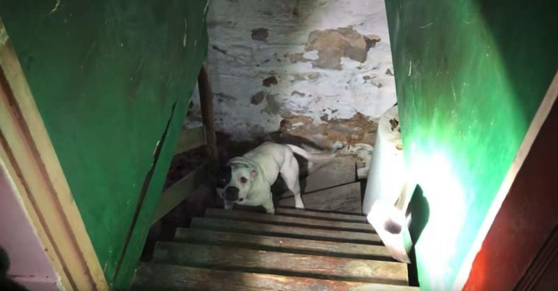 Мужчина не мог поверить своим глазам, когда увидел собаку в подвале только что купленного им дома