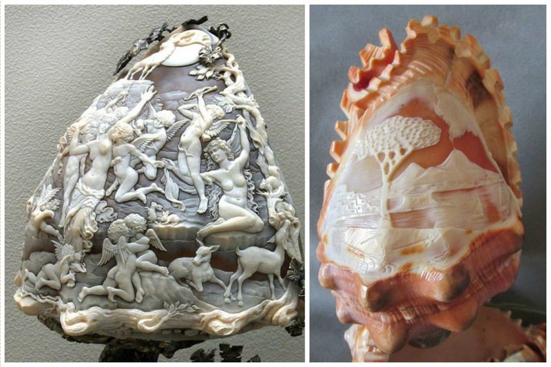Морские раковины как произведения искусства