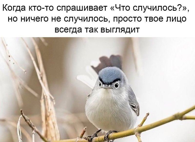 Смешные картинки