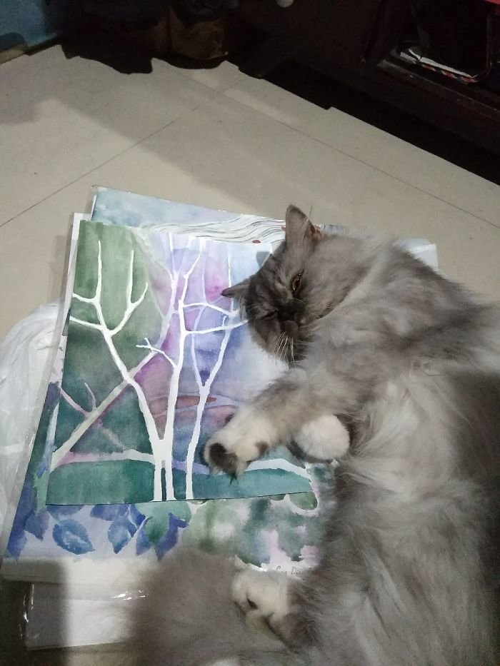 Сегодня кот выбрал рисунки как место для сна