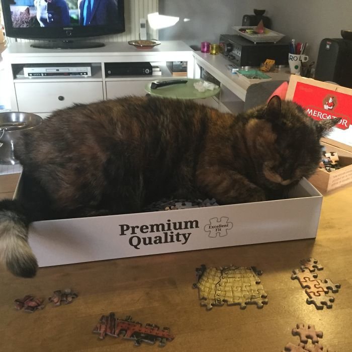 "Хотел собрать наконец пазл, но теперь это коробка кота"