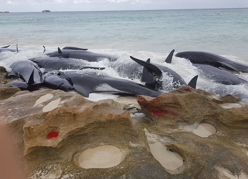 Более 150 китов выбросились на берег в Австралии