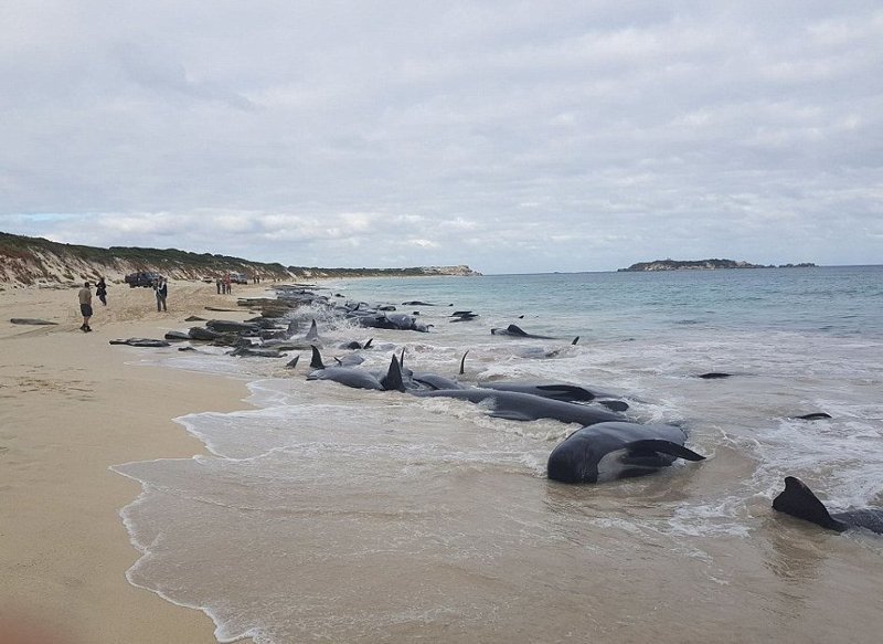 Более 150 китов выбросились на берег в Австралии