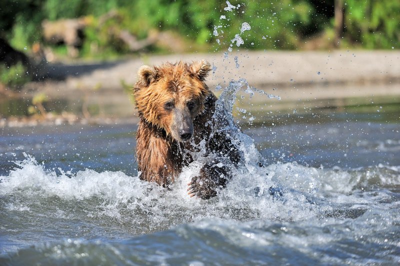 Бурые медведи Камчатки глазами фотографа Сергея Горшкова