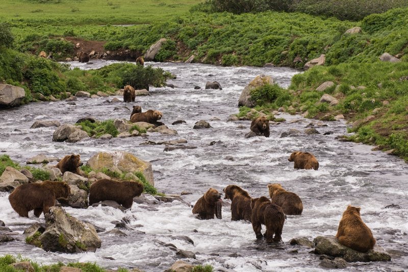 Бурые медведи Камчатки глазами фотографа Сергея Горшкова