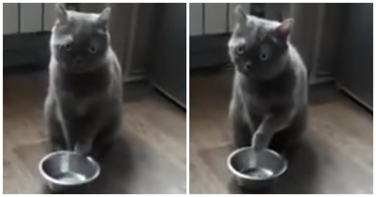 Кошка просит еду. Голодный кот у миски. Кот с пустой миской. Кот просит еду.