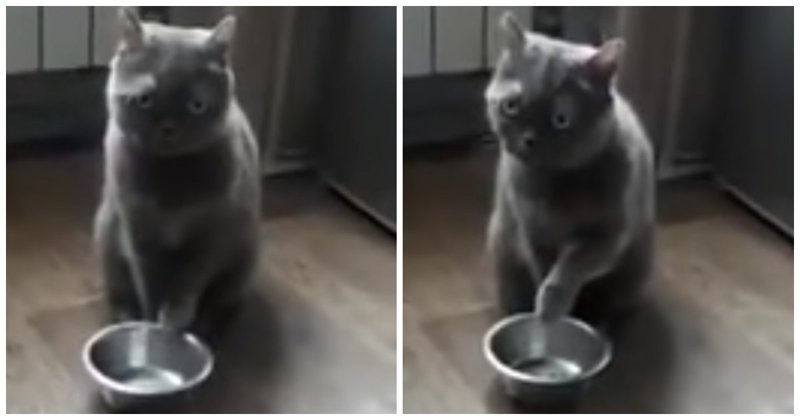 Безмолвный котик выпрашивает еду у хозяев