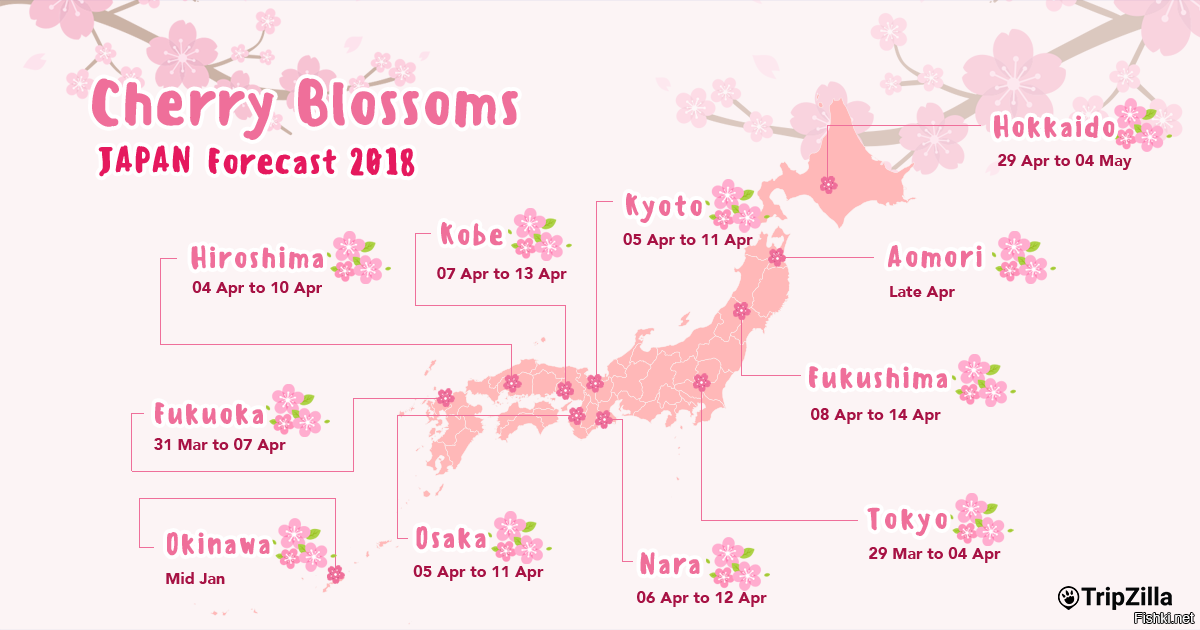 Сакура режим работы. Карта цветения Сакуры. Календарь цветения Сакуры. Карта цветения Сакуры 2022. График цветения Сакуры 2022.