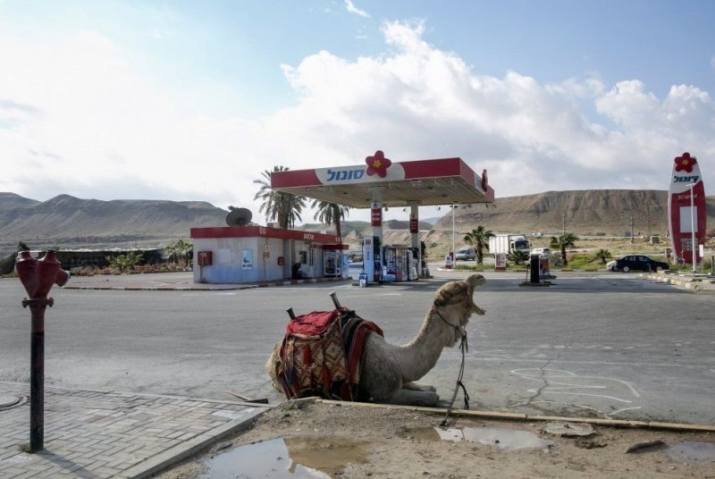 Верблюд отдыхает на фоне заправки посреди Иудейской пустыни, Палестинская территория.