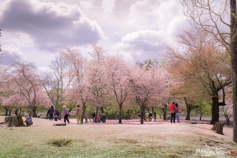 Красота над Японией: настал сезон цветения сакуры