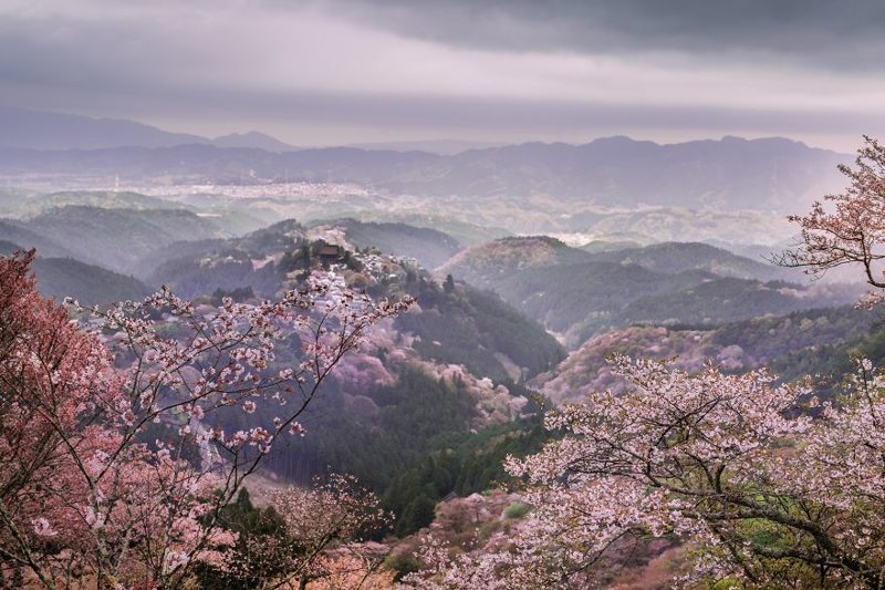 Красота над Японией: настал сезон цветения сакуры