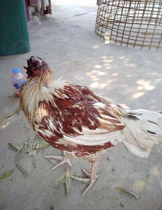 Эта курица осталась без головы, но она продолжает жить