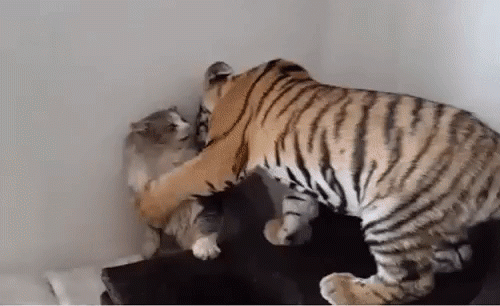 Кошачьи разборки