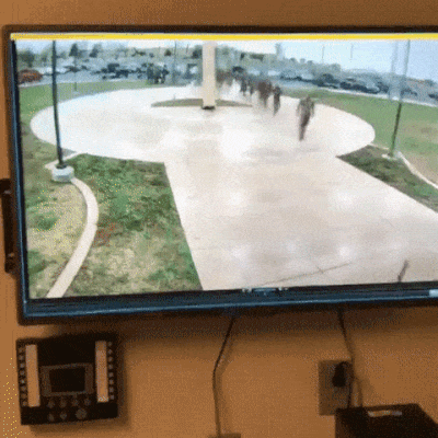 Нападение гуся на командира