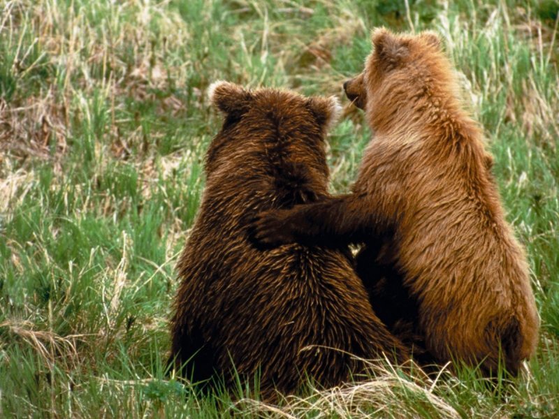 Шведские медведи прознали о новом законе и занялись потомством